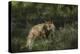 USA, Colorado, Pike National Forest. Red Fox in Meadow-Jaynes Gallery-Premier Image Canvas