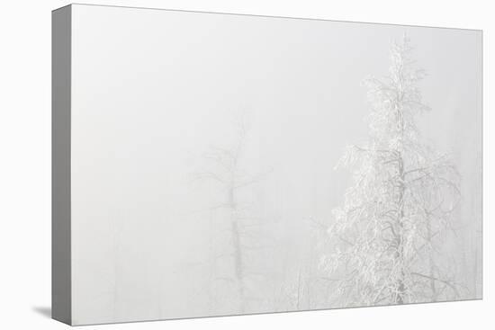 USA, Colorado, Pike National Forest. Trees with Hoarfrost in Fog-Jaynes Gallery-Premier Image Canvas