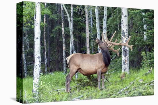 USA, Colorado, Rocky Mountain National Park. Bull Elk in Forest-Cathy & Gordon Illg-Premier Image Canvas