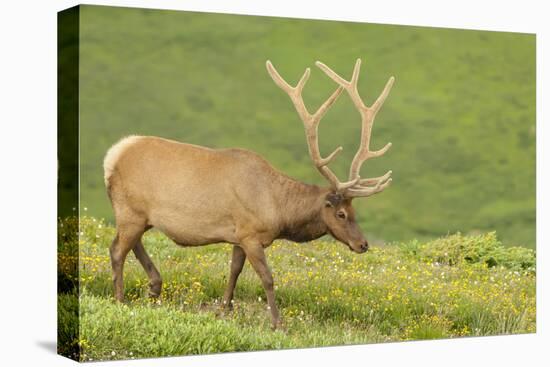 USA, Colorado, Rocky Mountain National Park. Bull Elk in Velvet Walking-Jaynes Gallery-Premier Image Canvas