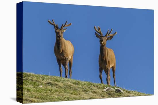 USA, Colorado, Rocky Mountain National Park. Bull Elks on Ridge-Cathy & Gordon Illg-Premier Image Canvas