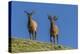 USA, Colorado, Rocky Mountain National Park. Bull Elks on Ridge-Cathy & Gordon Illg-Premier Image Canvas