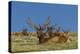 USA, Colorado, Rocky Mountain National Park. Bull Elks Resting-Cathy & Gordon Illg-Premier Image Canvas