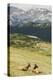 USA, Colorado, Rocky Mountain National Park. Elk Cows and Mountain Landscape-Jaynes Gallery-Premier Image Canvas