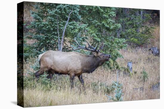 USA, Colorado, Rocky Mountain National Park. Male elk bugling.-Jaynes Gallery-Premier Image Canvas