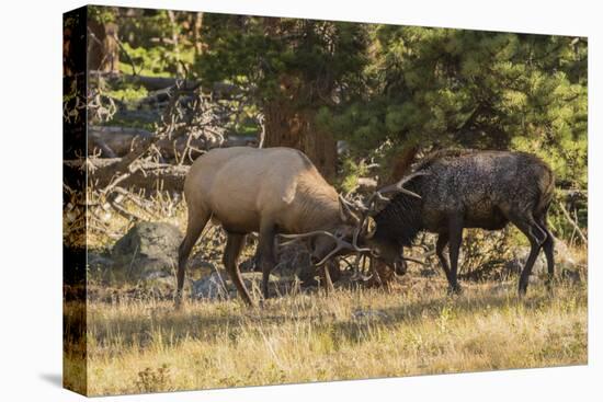 USA, Colorado, Rocky Mountain National Park. Male elks sparring.-Jaynes Gallery-Premier Image Canvas