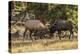 USA, Colorado, Rocky Mountain National Park. Male elks sparring.-Jaynes Gallery-Premier Image Canvas