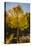 USA, Colorado, Rocky Mountain National Park. Sunburst on aspen tree.-Jaynes Gallery-Premier Image Canvas