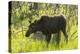 USA, Colorado, Rocky Mountain NP. Female Moose Shaking Off Water-Cathy & Gordon Illg-Premier Image Canvas