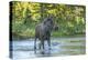 USA, Colorado, Rocky Mountain NP. Male Moose Crossing Colorado River-Cathy & Gordon Illg-Premier Image Canvas