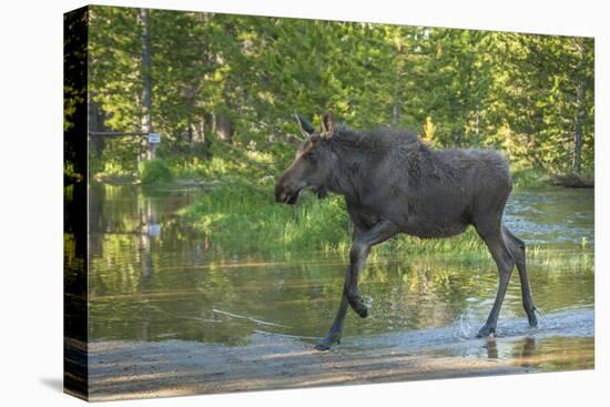 USA, Colorado, Rocky Mountain NP. Male Moose Crossing Colorado River-Cathy & Gordon Illg-Premier Image Canvas