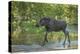 USA, Colorado, Rocky Mountain NP. Male Moose Crossing Colorado River-Cathy & Gordon Illg-Premier Image Canvas