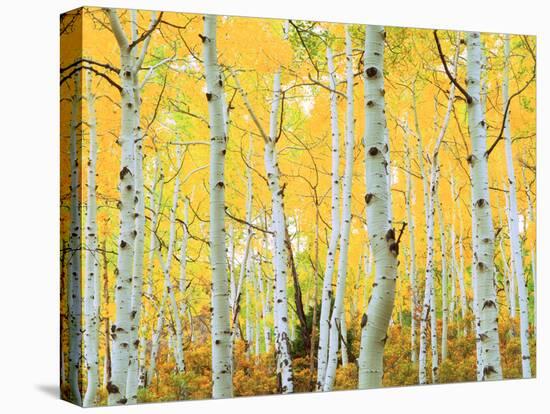 USA, Colorado, Rocky Mountains, Fall Colors of Aspen Trees-Jaynes Gallery-Premier Image Canvas