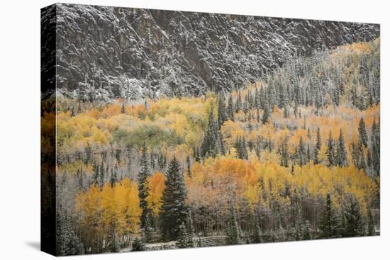 USA, Colorado, San Juan Mountains. Autumn Snowfall on Forest-Don Grall-Premier Image Canvas
