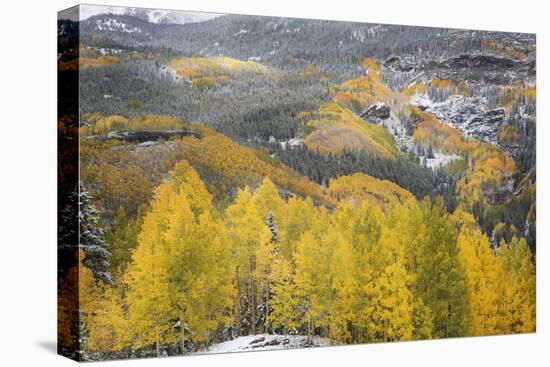 USA, Colorado, San Juan Mountains. Autumn Snowfall on Forest-Don Grall-Premier Image Canvas