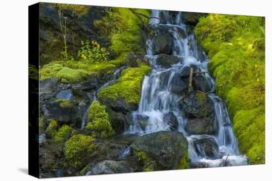 USA, Colorado, San Juan Mountains. Cascade Down Mossy Hillside-Jaynes Gallery-Premier Image Canvas