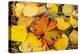 USA, Colorado, San Juan Mountains. Geranium and aspen leaves.-Jaynes Gallery-Premier Image Canvas