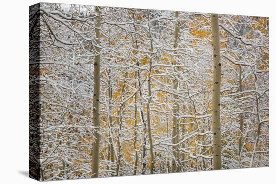USA, Colorado, San Juan Mountains. Snow on Aspen Trees-Don Grall-Premier Image Canvas