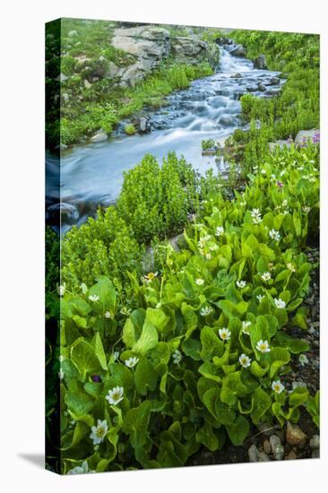 USA, Colorado, San Juan Mountains. Stream Cascade and Spring Marigolds-Jaynes Gallery-Premier Image Canvas