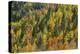 USA, Colorado, San Juan National Forest, Autumn Colored Aspen and Conifer Forest, Lime Creek Valley-John Barger-Premier Image Canvas