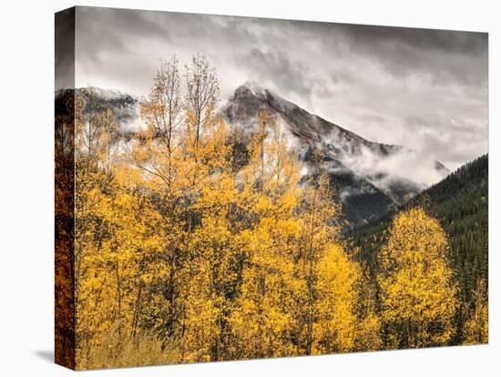 USA, Colorado, Silverton, Clearing Storm and Fall Color on the Alpine Loop-Ann Collins-Premier Image Canvas