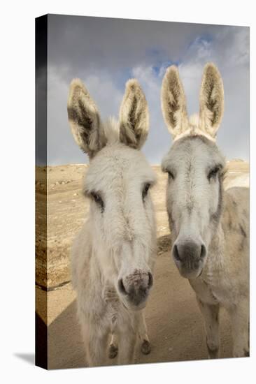 USA, Colorado, South Park. Close-up of Wild Burros-Don Grall-Premier Image Canvas