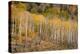 USA, Colorado, Uncompahgre National Forest. Autumn aspen trees and split-rail fence.-Jaynes Gallery-Premier Image Canvas
