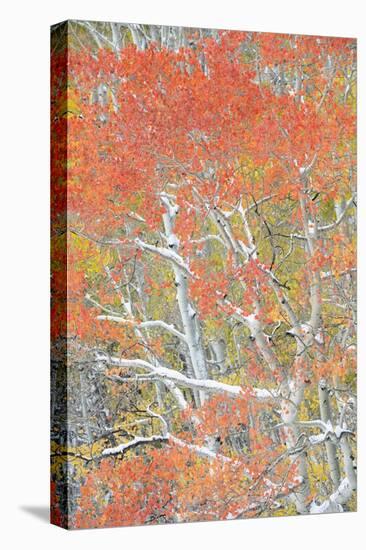 USA, Colorado, Uncompahgre National Forest. Autumn snow on aspen trees.-Jaynes Gallery-Premier Image Canvas