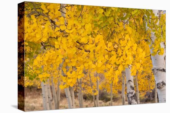 USA, Colorado, Uncompahgre National Forest. Close-up of aspen leaves in autumn.-Jaynes Gallery-Premier Image Canvas