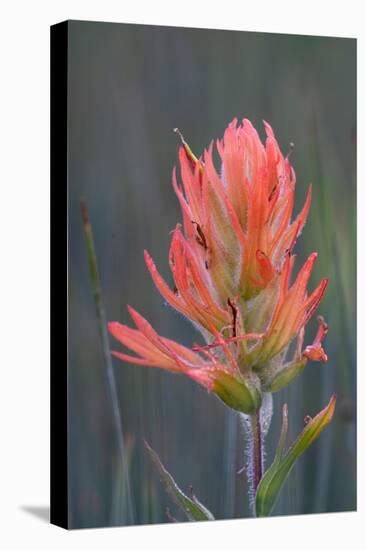 USA, Colorado, Uncompahgre National Forest. Indian paintbrush flower close-up.-Jaynes Gallery-Premier Image Canvas