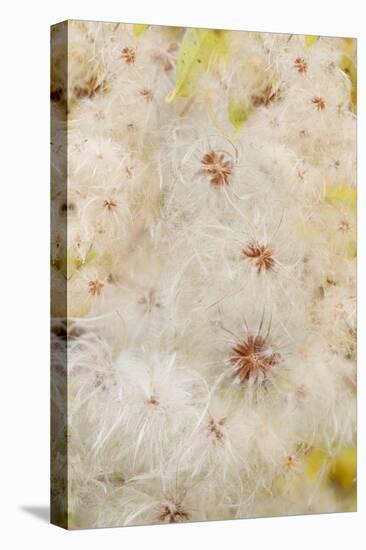 USA, Colorado, Uncompahgre National Forest. Seedheads of clematis plant.-Jaynes Gallery-Premier Image Canvas