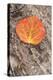 USA, Colorado, Uncompahgre National Forest. Wet aspen leaf on log.-Jaynes Gallery-Premier Image Canvas