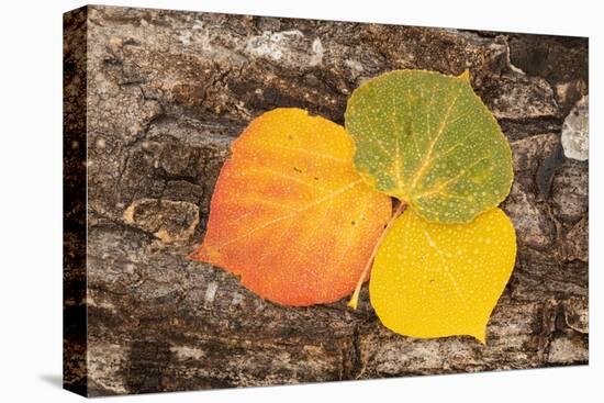 USA, Colorado, Uncompahgre National Forest. Wet aspen leaves on log.-Jaynes Gallery-Premier Image Canvas