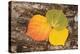 USA, Colorado, Uncompahgre National Forest. Wet aspen leaves on log.-Jaynes Gallery-Premier Image Canvas