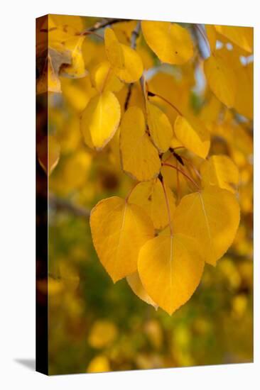 USA, Colorado, Vindicator Valley Trail. Historic gold mining district. Yellow aspens along path.-Cindy Miller Hopkins-Premier Image Canvas