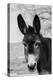 USA, Colorado, Westcliffe. Cute old ranch donkey, face detail.-Cindy Miller Hopkins-Premier Image Canvas