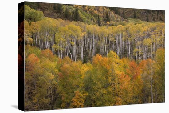 USA, Colorado, White River NF. Aspen Grove at Peak Autumn Color-Don Grall-Premier Image Canvas