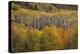 USA, Colorado, White River NF. Aspen Grove at Peak Autumn Color-Don Grall-Premier Image Canvas