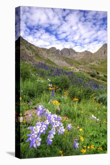 USA, Colorado. Wildflowers in American Basin in the San Juan Mountains-Dennis Flaherty-Premier Image Canvas
