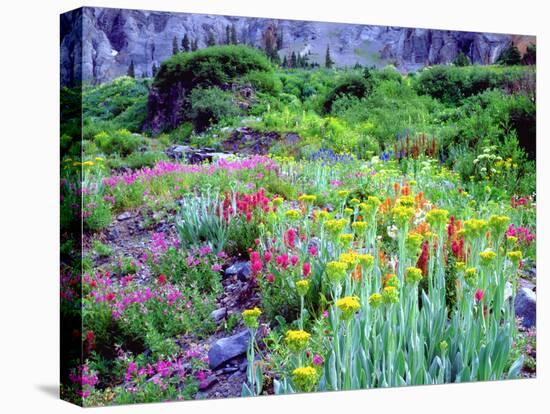 USA, Colorado, Wildflowers in Yankee Boy Basin in the Rocky Mountains-Jaynes Gallery-Premier Image Canvas
