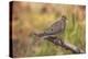 USA, Colorado, Woodland Park. Mourning dove on branch-Don Grall-Premier Image Canvas