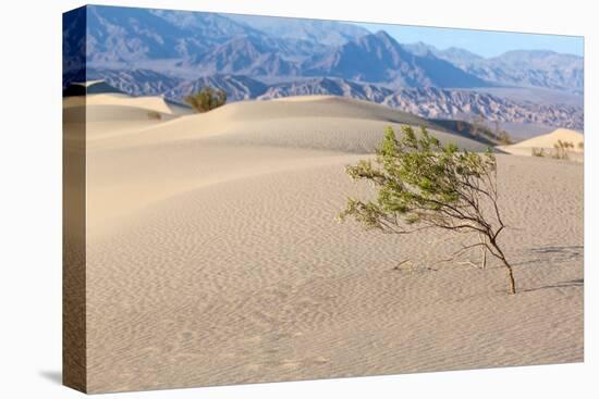 USA, Death Valley National Park, Mesquite Flat Sand Dunes-Catharina Lux-Premier Image Canvas