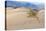USA, Death Valley National Park, Mesquite Flat Sand Dunes-Catharina Lux-Premier Image Canvas