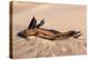 USA, Death Valley National Park, Root in Sand-Catharina Lux-Premier Image Canvas