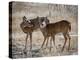 USA, deer-George Theodore-Premier Image Canvas