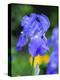 USA, Delaware. Close-up of a blue bearded iris.-Julie Eggers-Premier Image Canvas