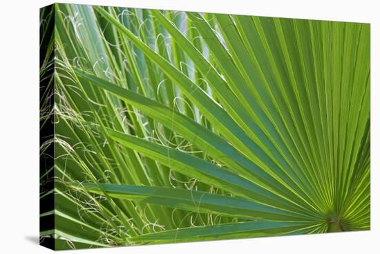 USA, Florida. Close up of palm fronds, Santa Rosa island.-Anna Miller-Premier Image Canvas