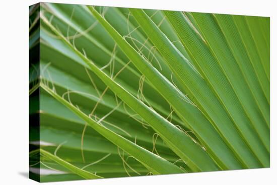 USA, Florida. Close up of palm fronds, Santa Rosa island.-Anna Miller-Premier Image Canvas