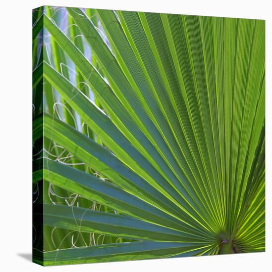 USA, Florida. Close up of palm fronds, Santa Rosa island.-Anna Miller-Premier Image Canvas
