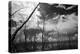 USA, Florida, Dead Mangroves-Connie Bransilver-Premier Image Canvas